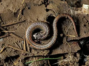 Pacificus: Pacific Slender Salamander