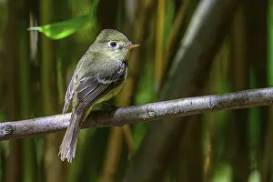 Branches: A Pacific Slope flycatcher (Empidonax difficilis) perched on a tree branch
