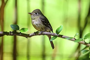 Branches: A Pacific Slope Flycatcher (Empidonax difficilis) perched on a tree branch