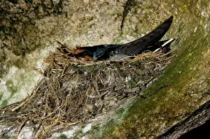 Niche: Pacific Swallow (adult) in its nest, built in a