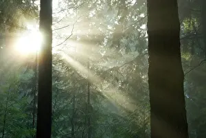 Sisters: Pacific temperate rainforest, Stanley Park
