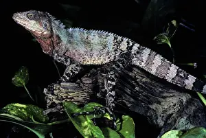 Agamidae: Pacific Tree Dragon (Hypsilurus godeffroyi)