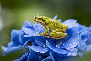 Pacific tree frog (Pseudacris regilla), also known