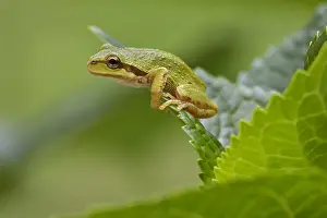 Chorus: Pacific tree frog (Pseudacris regilla), also known