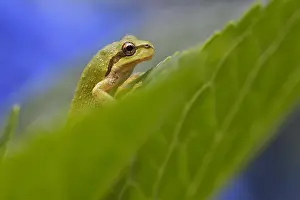 Treefrogs: Pacific tree frog (Pseudacris regilla), also known
