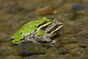 Chorus: Pacific tree frogs (Pseudacris regilla), also known