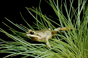 Chorus: Pacific Tree / Pacific Chorus TREEFROG