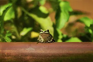 Pseudacris: Pacific Treefrog