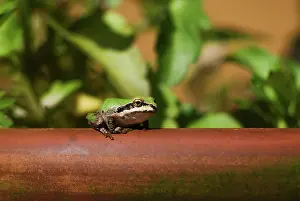 Pseudacris: Pacific Treefrog