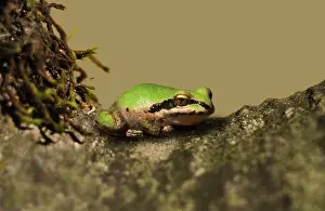 Pseudacris: Pacific Treefrog