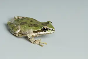 Chorus: Pacific treefrog