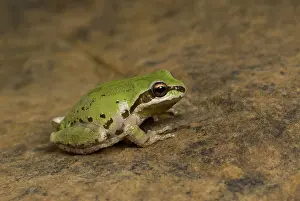 Chorus: Pacific treefrog