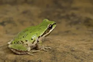 Chorus: Pacific treefrog