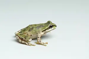 Chorus: Pacific treefrog