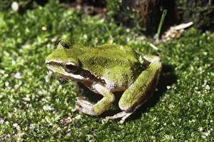Lifecycle: Pacific Treefrog