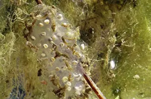 Regilla: Pacific Treefrog egg mass (Hyla regilla)