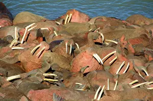 Divergens: Pacific Walrus