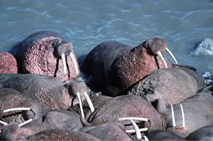Walrus: Pacific WALRUS