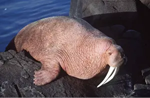 Walrus: Pacific Walrus - climbing over rock