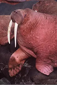 Walrus: Pacific Walrus - close-up of head and flippers