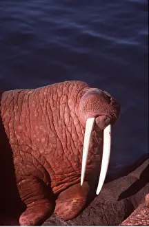 Walrus: Pacific Walrus - close-up of head, by water