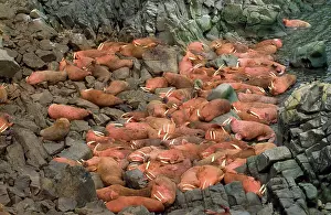 Divergens: Pacific Walrus - colony
