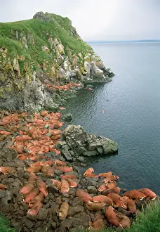 Divergens: Pacific Walrus - colony