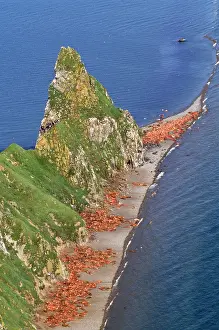Divergens: Pacific Walrus - colony