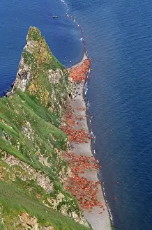 Divergens: Pacific Walrus - colony