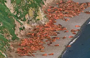 Divergens: Pacific Walrus - colony
