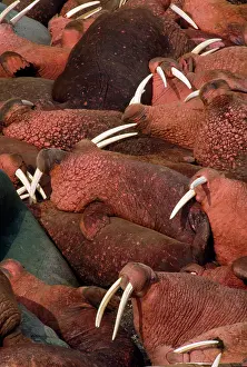 Divergens: Pacific Walrus - colony, group resting