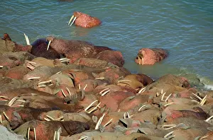 Divergens: Pacific WALRUS - group sunbathing, two swimming