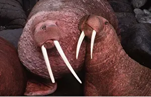 Walrus: Pacific Walrus - x two, close-up of heads