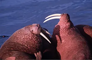 Walrus: Pacific Walrus - x two, close-up sparring