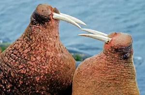 Walruses: Pacific walruses (Odobenus rosmarus divergens) standing