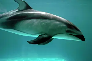 Obliquidens: Pacific White sided Dolphin