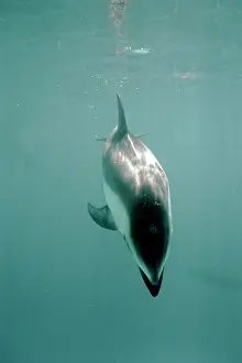 Obliquidens: PACIFIC WHITE-SIDED DOLPHIN