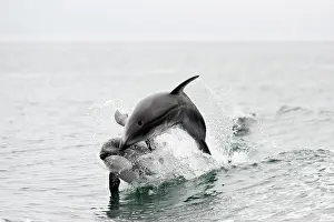 Glendale: Pacific White-sided dolphin