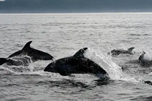 Obliquidens: Pacific White-sided Dolphin - group leaping
