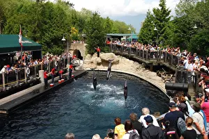 Tricks: Pacific White sided Dolphin - three performing