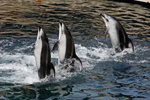 Tricks: Pacific White sided Dolphin - performing
