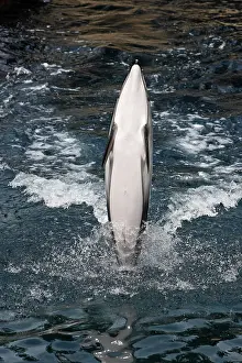 Tricks: Pacific White-sided Dolphin - performing