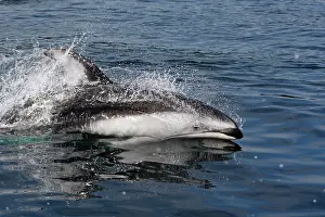 Obliquidens: Pacific White-sided Dolphin - swimming