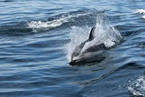 Obliquidens: Pacific White-sided Dolphin - swimming
