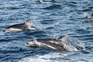 Obliquidens: Pacific White-sided Dolphin - swimming