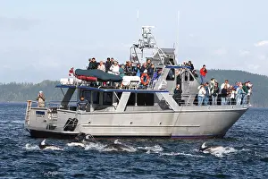 Alongside: Pacific White-sided Dolphin - swimming alongside