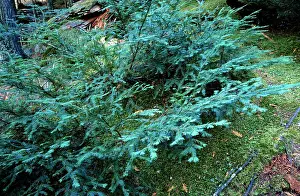 Yews: PACIFIC YEW