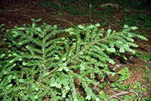 Yews: Pacific Yew Tree