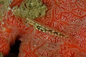 Dash: Pacific Zebra Dwarfgoby - Neptune's Fan dive site, Wayil