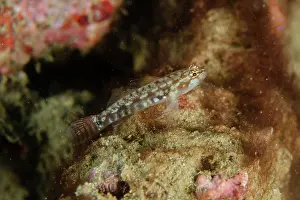 Misool: Pacific Zebra Dwarfgoby - recently described (2021) - Dili